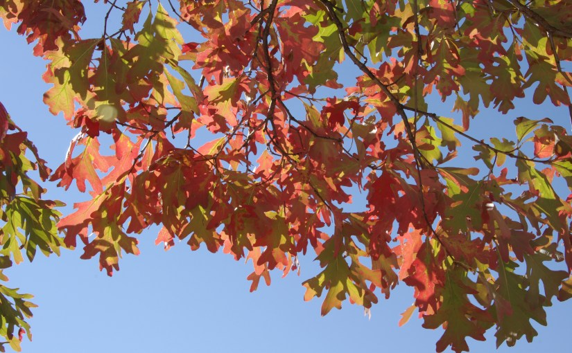 Speed Writing #3 – Sleepy&nbsp;Traveler