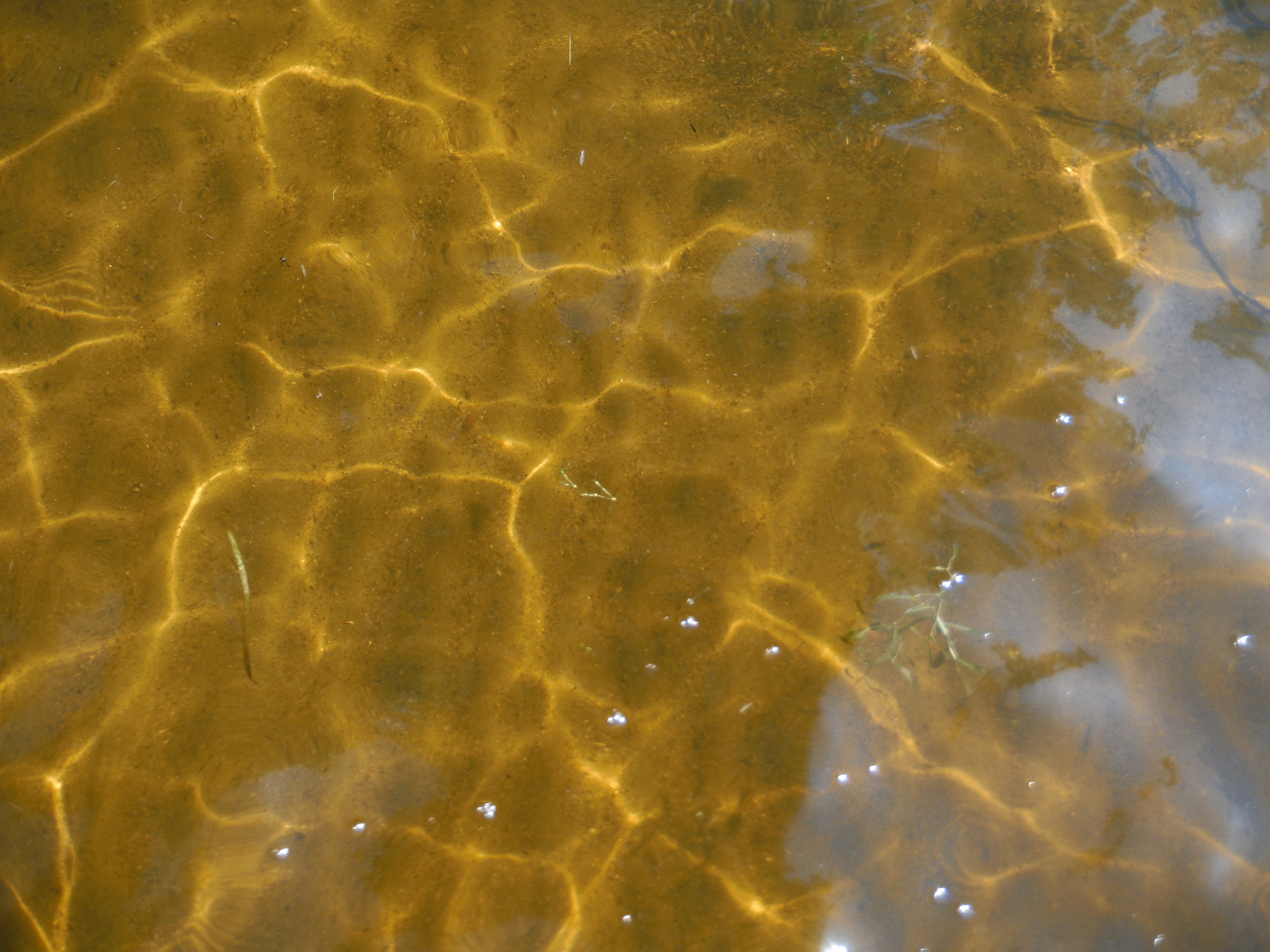 Golden patterns of sunlight reflected onto the sandy bottom of a lake.