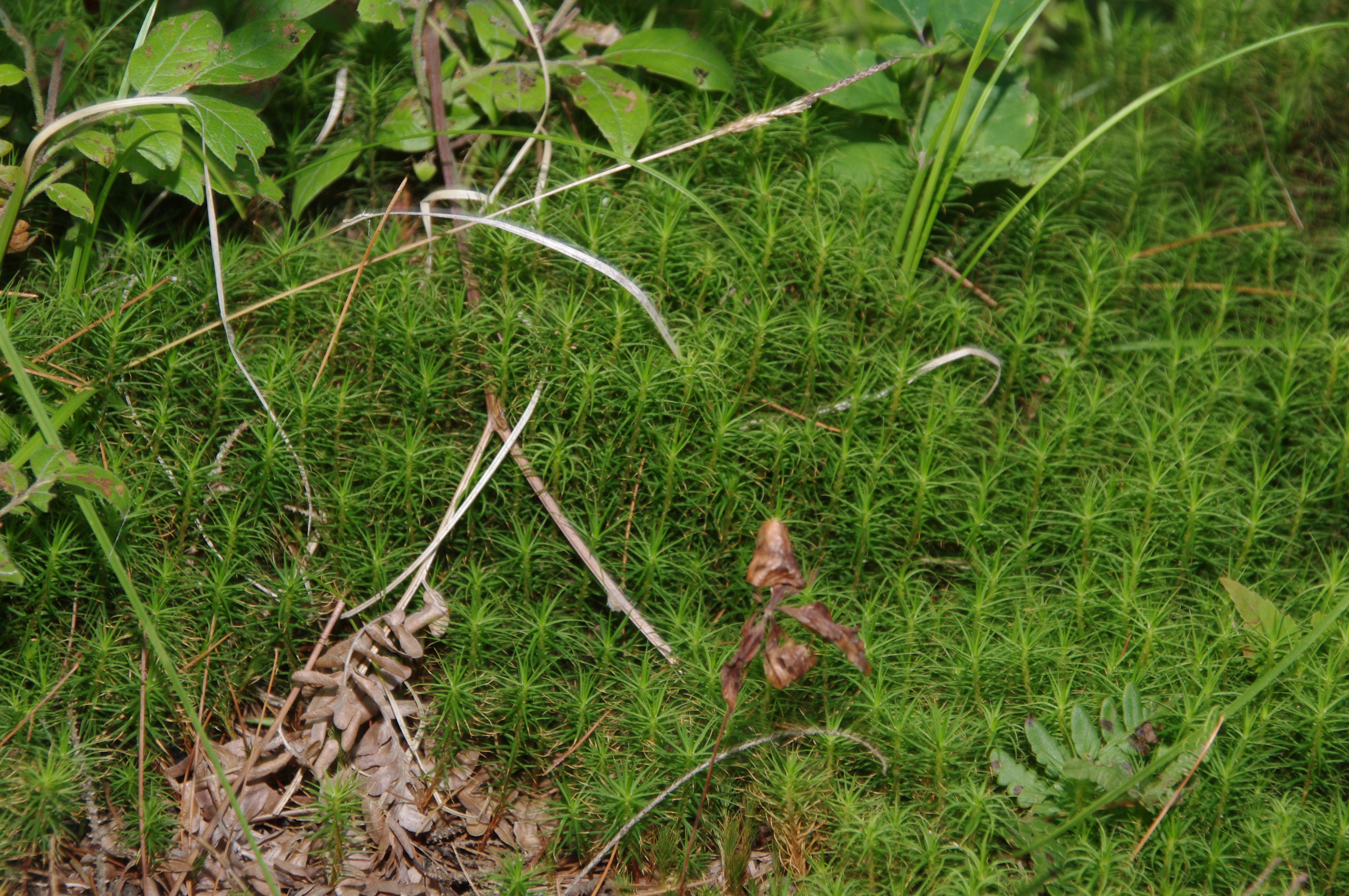 Giant moss native and endemic to North America.